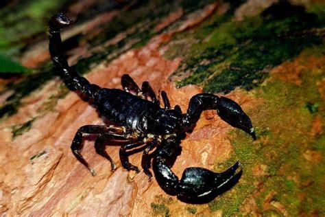 Asian Forest Scorpion Detailed Guide Care Diet And Breeding