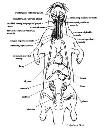 Physiology - Wildlife Nutrition