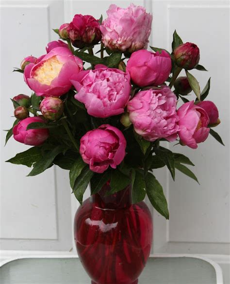 Herbaceous Peonies Tinkled Pink In Spring Arrangements Sowing The Seeds