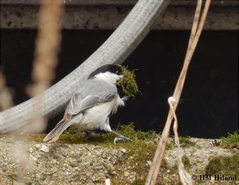 Black Capped Chickadee Gathering Some Moss For A Nest Taken In 2014