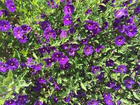 Crepe myrtle flowers in purple, red, white and pink. Blue Potato Bush (lycianthes rantonnetii): This appears to ...