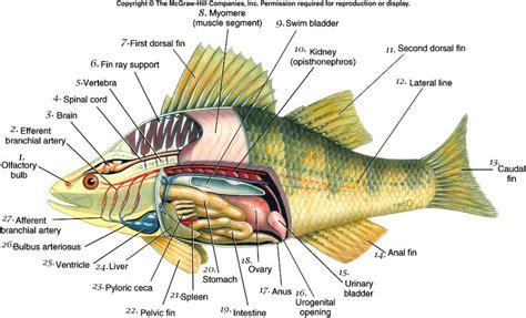 Anatomi Ikan Dan Fungsinya