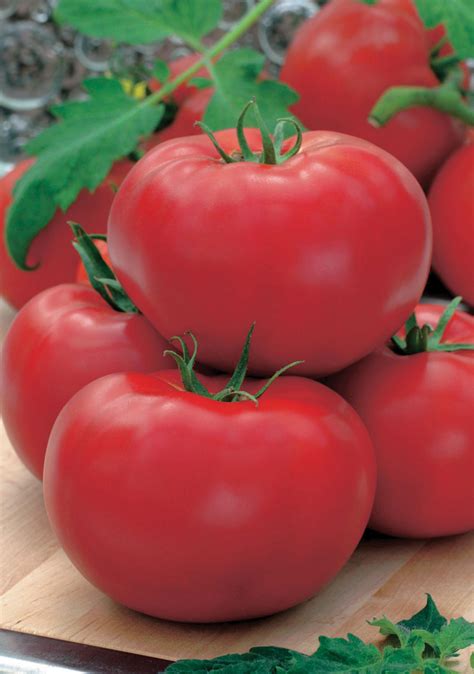 Tomato Beefsteak Big Red F1mr Fothergills Vegetable Seeds