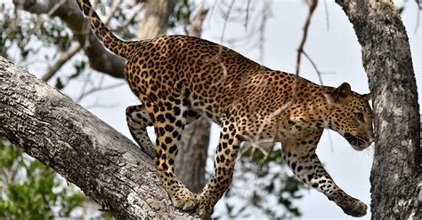 The Life Journey In Photography Leopard Part 1 Wilpattu National