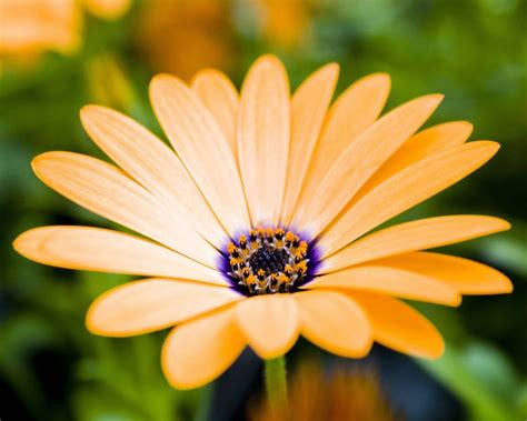 FREE 20+ HD Desktop Flower Wallpapers in PSD | Vector EPS