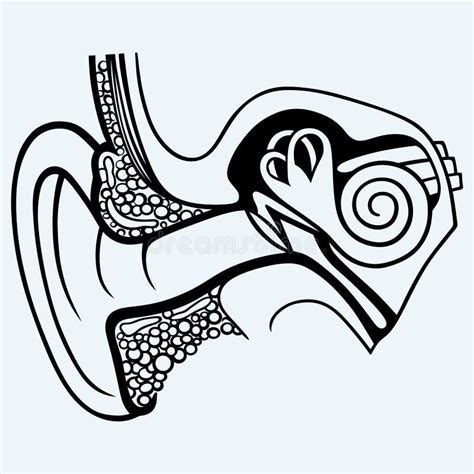 Human Inner Ear Stock Illustrations 628 Human Inner Ear Stock