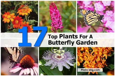 17 Top Plants For A Butterfly Garden