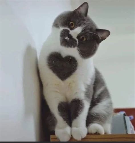 This Cat With Heart Shaped Fur 9gag