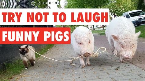Try Not To Laugh Funny Pigs Video Compilation 2017 Youtube