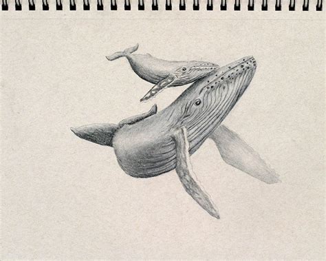 600x494 humpback sketch my passion sketches, draw and tattoo. Pin by Dawn Royal on Whale tattoo | Whale tattoos, Whale ...