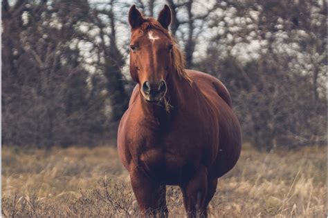 Research Into Managing Overweight Horses Is A Winner Etn