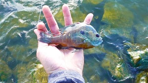 Fishing With A Live Bluegill Youtube