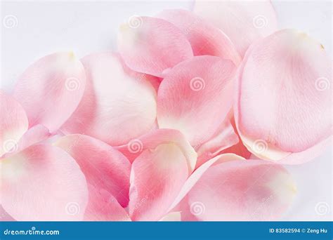 Pink Rose Petals Closeup Stock Photo Image Of Celebrate 83582594