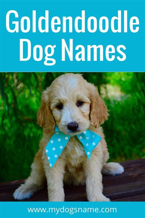 Yes i got one but i want it his name to be unique anddddddd i name it boss a boy name actually i did not name him that my mom……… 150+ Perfect Goldendoodle Names - My Dog's Name ...
