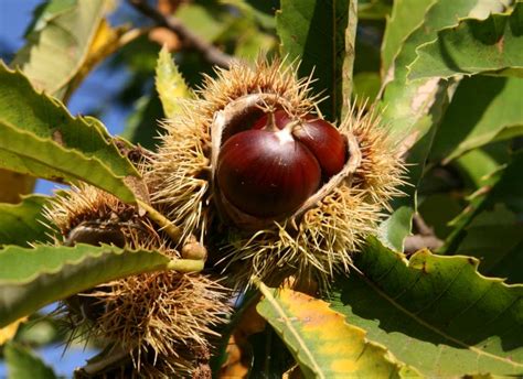 Chestnut The Fruit That Symbolizes Fall Origin Purpose And Ways To