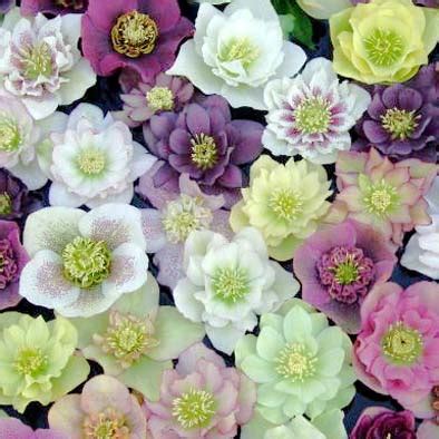 Abxaziya şaxtagülü helleborus abchasicus6.jpg 1,536 × 2,048; Læs om Helleborus
