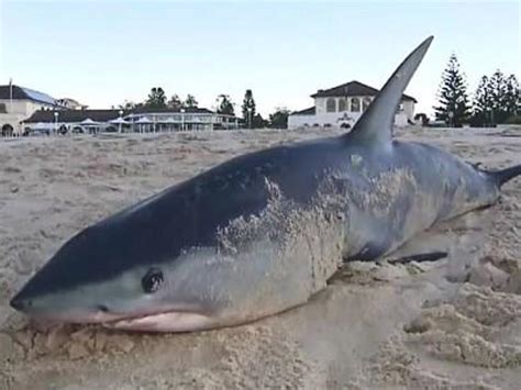 Shark Found Washed Up On Bondi Beach Nova 969
