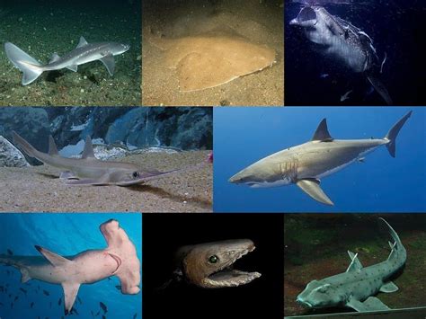 Shark Everything You Need To Know About Selachimorpha Ocean Insider