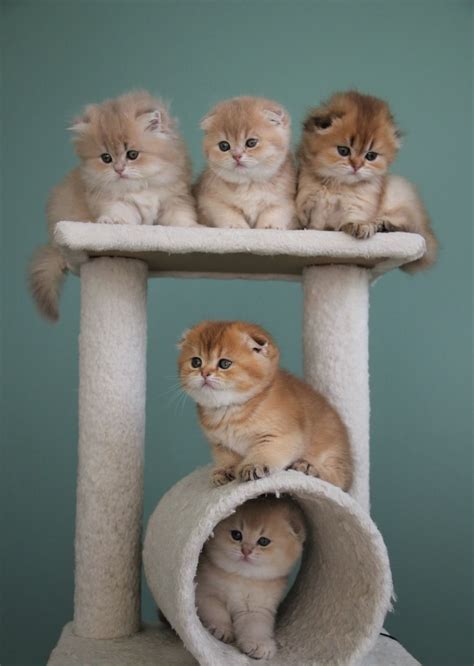 The Kuwait Cats and kittens Adoption and sales email us at