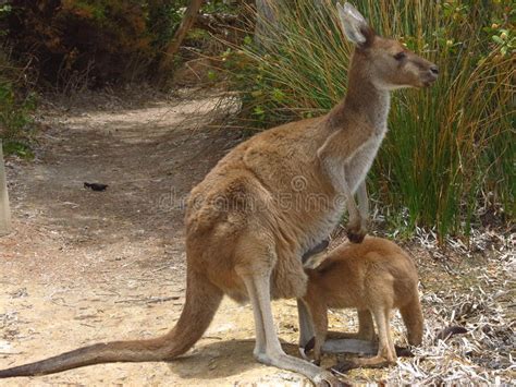 Mother And Baby Kangaroo Stock Image Image Of National 73850917