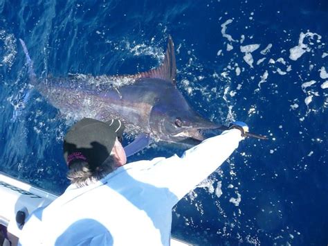 Tagging And Releasing A Marlin In Australia Offshore Fishing Marlin