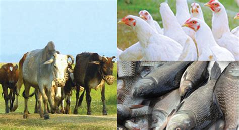 Animal Health - ACI Limited