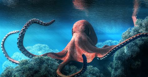 Heidi The Snoozing Octopus May Not Be Dreaming After All Flipboard