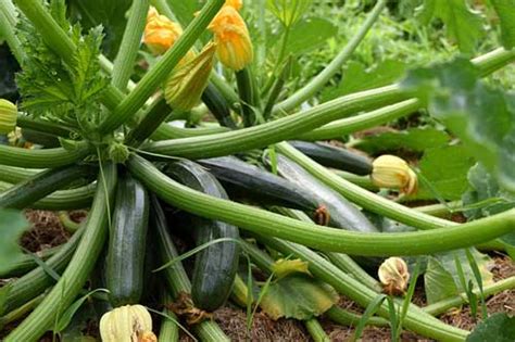 Check spelling or type a new query. Summer squash facts, an information sheet for kids cooking ...