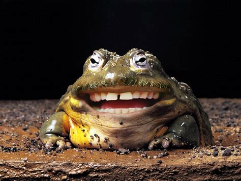 Laughing Frog Flickr Photo Sharing