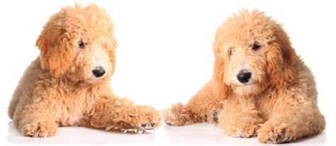 15 of the best dog food brands for goldendoodles by life stage. 🦴 Best Puppy Food for Goldendoodle & Dogs in 2020 🦴 ...