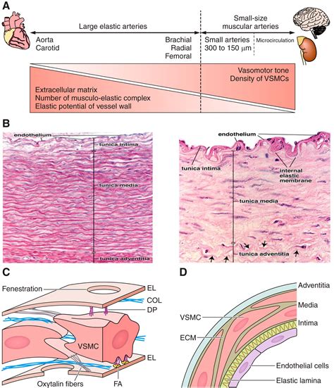 vascular smooth muscle cells and arterial stiffening relevance in development aging and