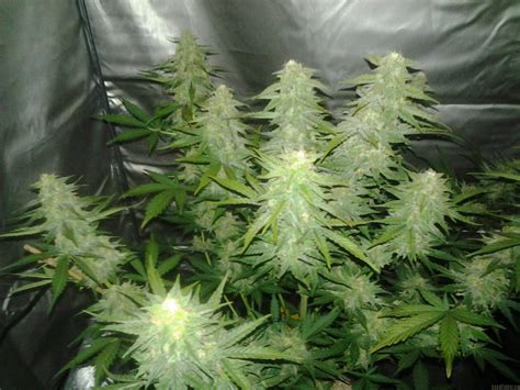 Strain Gallery Royal Cheese Automatic Royal Queen Seeds Pic