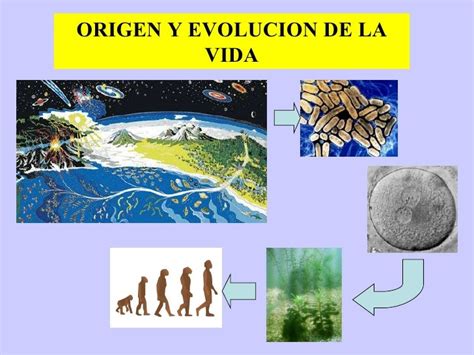 El Origen Y La Evolucion De La Vida Cultura Cientifica 9 Teoria De Images