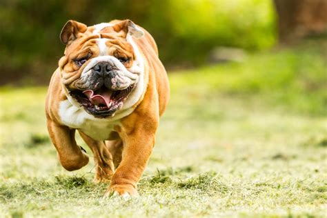 7 Wrinkly Dog Breeds With The Best Rolls Great Pet Care