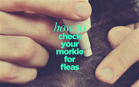 How To Check Your Morkie For Fleas And What To Do