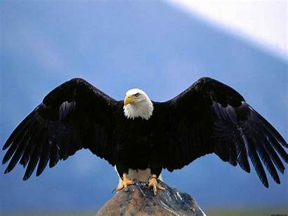 Eagle Desktop Eagles Wallpapers Bald Dangerous Aguia