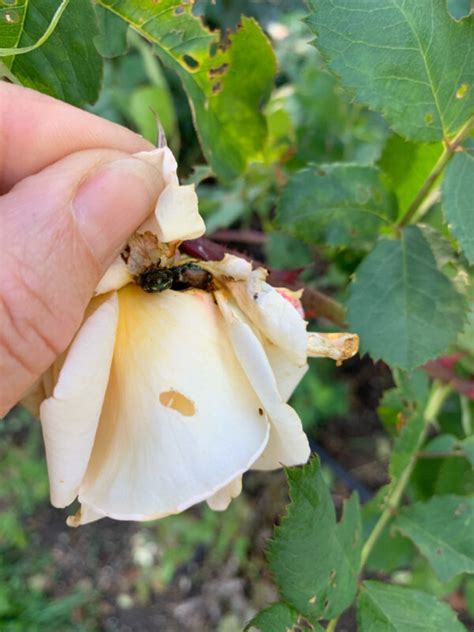 The Fight Against Japanese Beetles Simcoe County Master Gardener