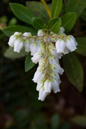 Can you help identify this? Almost Eden - Shrubs & Trees - Temple Bells Pieris, Lily ...
