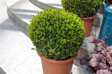 Evergreen Plants For Garden Pots