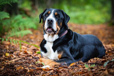 Großer Schweizer Sennenhund Foto And Bild Tiere Haustiere Hunde