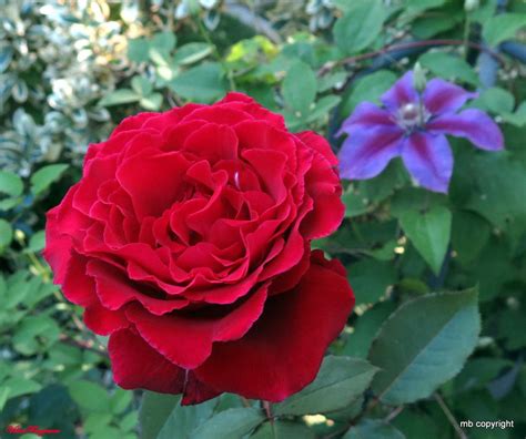 Rose Rosa Velvet Fragrance In The Roses Database