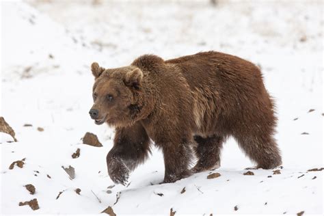10 Grizzly Bears Flew To The Us And Road Tripped To Colorado Colorado