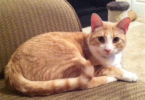 Orange Tabby Cat For Adoption By Owner In Waco Tx Adopt Hamilton Today