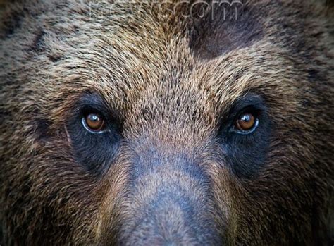 Goodinfo Grizzly Bear Eye Close Up
