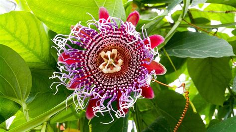 How To Plant And Care For Passiflora Best Landscape Ideas