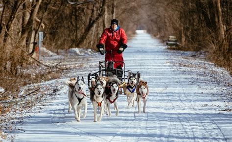 Rescued Huskies Find Their Purpose As Sled Dogs
