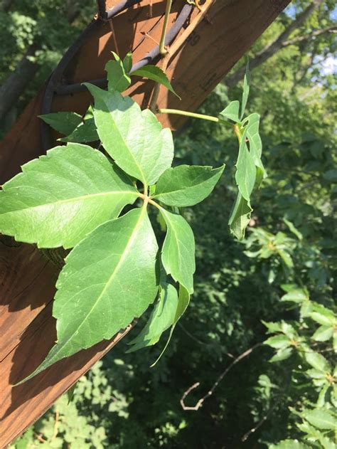 5 Leaf Vine Plants Identification