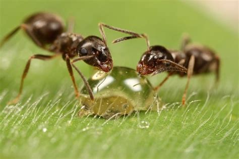 Ant Lifespan Explained How Long Do Ants Live