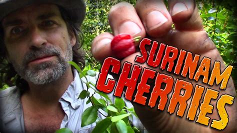 harvesting exotic cherries youtube