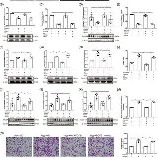 Mir Increases Hypoxiainduced Pasmc Proliferation And Migration By